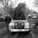 Image for article titled Strange Historic Photos Of Intelligent Animals